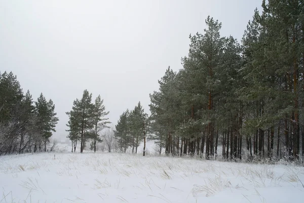 Beautiful Winter Landscape Snow Covered Trees — Stock Photo, Image