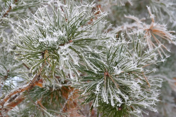 Ramo Abeto Verde Com Neve Fundo Floresta — Fotografia de Stock