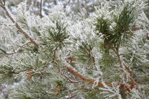 Snötäckt Tall Vintern — Stockfoto