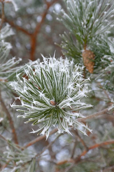 Karla Kaplı Ağaçlarla Kaplı Güzel Kış Manzarası — Stok fotoğraf