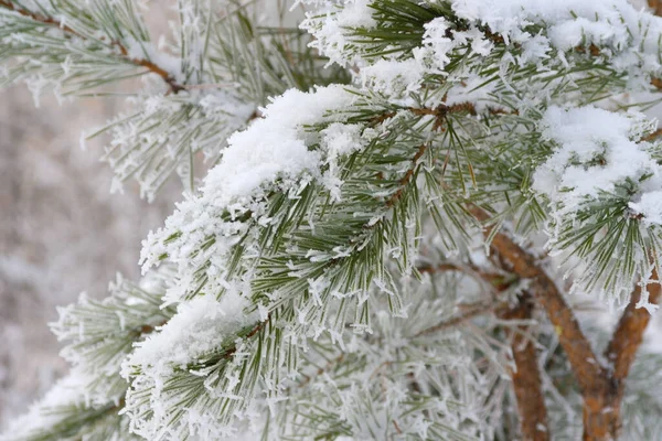 Sněhem Pokrytá Jedle Zimě — Stock fotografie