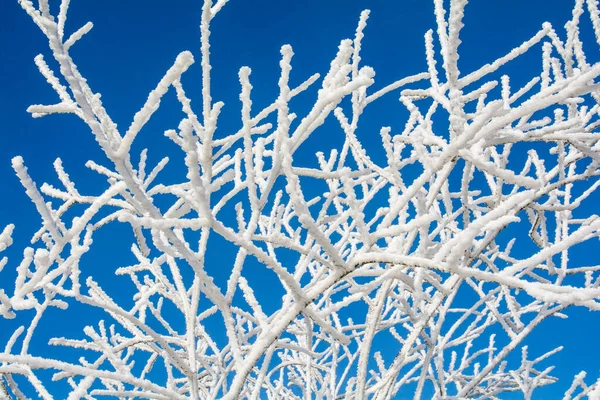 雪に覆われた木々の冬の風景 ロイヤリティフリーのストック画像