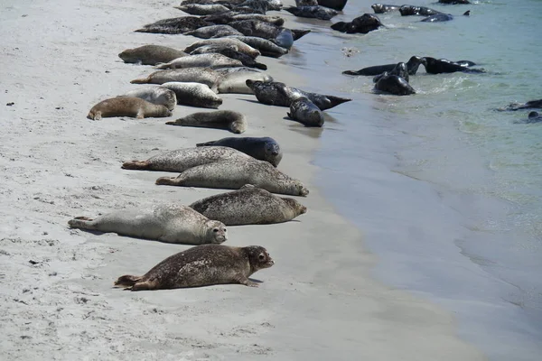 Grå Säl Stranden Helgoland Duene — Stockfoto