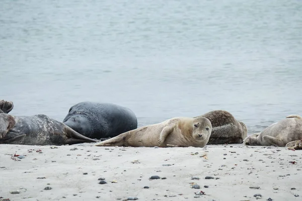 Grijze Zeehonden Het Strand Van Helgoland Duene — Stockfoto