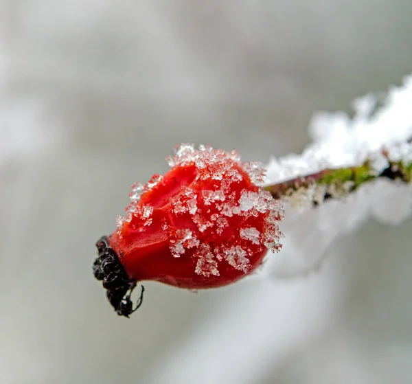 Růže Kyčle Keři Zimě — Stock fotografie