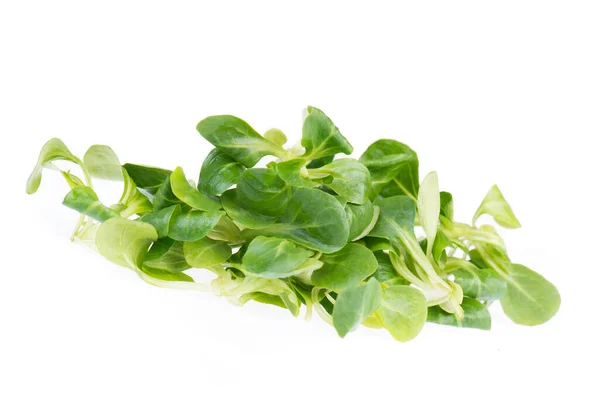Frische Grüne Lämmer Salat Isoliert Auf Weißem Hintergrund — Stockfoto
