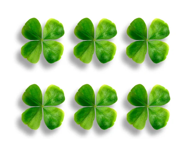 Hoja Trébol Verde Aislada Sobre Fondo Blanco — Foto de Stock