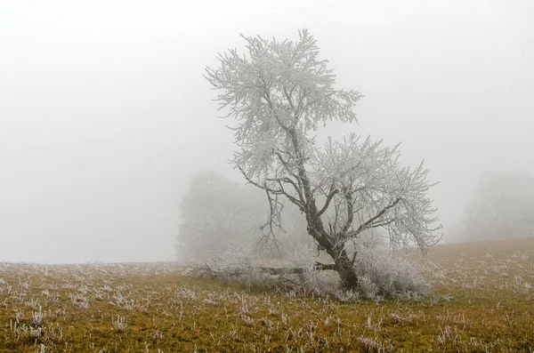 雪と霧の冬の風景 — ストック写真