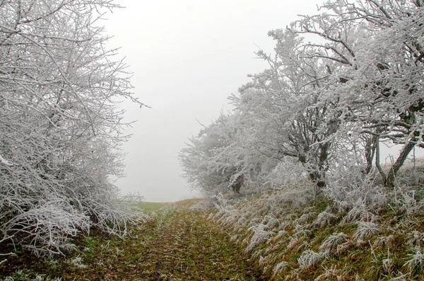 Nevado Niebla Paisaje Invierno —  Fotos de Stock