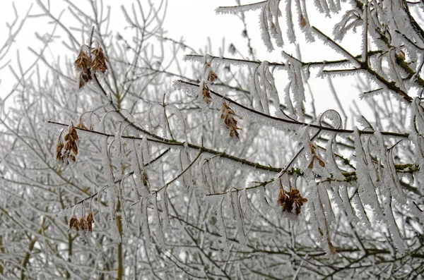 冬の裸のカエデ — ストック写真