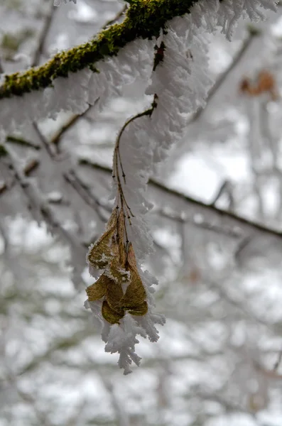 Árbol Arce Desnudo Invierno — Foto de Stock