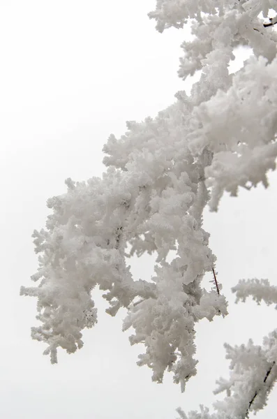 Albero Nudo Coperto Neve Inverno — Foto Stock