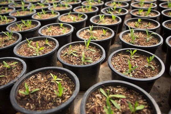 Jeune Arbre Poussant Dans Pot Plastique Noir — Photo