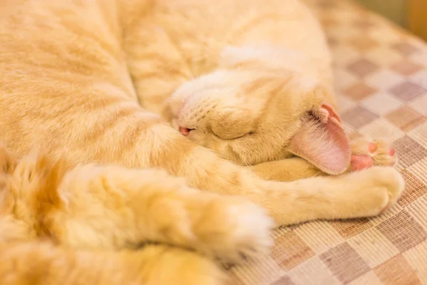 Gato Bonito Dormindo Sofá — Fotografia de Stock