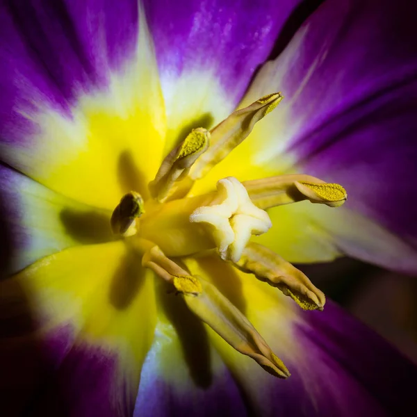 Regardant Dans Fleur Une Tulipe Perroquet Jaune Rose — Photo