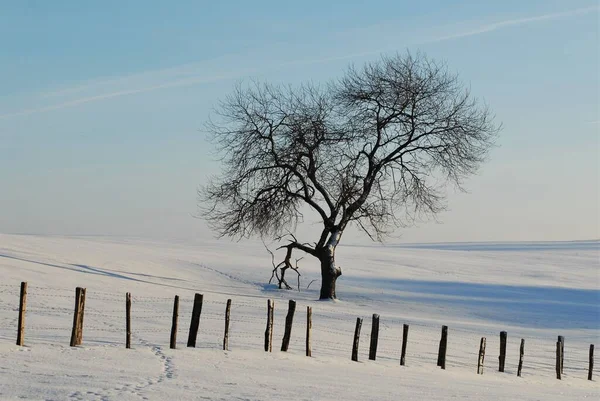 Paesaggio Invernale Con Neve Alberi — Foto Stock