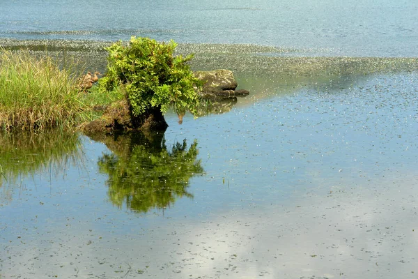 Прекрасний Вид Озеро Парку — стокове фото