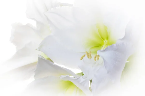 Drömlika Blomklasar Vita Amaryllis Amaryllidaceae Hippeastrum Tyskland Bakgrundsbelyst Foto — Stockfoto