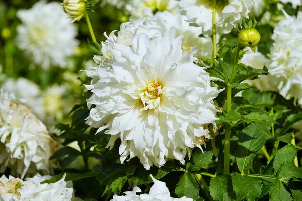 Beautiful Dahlia Flower Botanical Garden — Stock Photo, Image