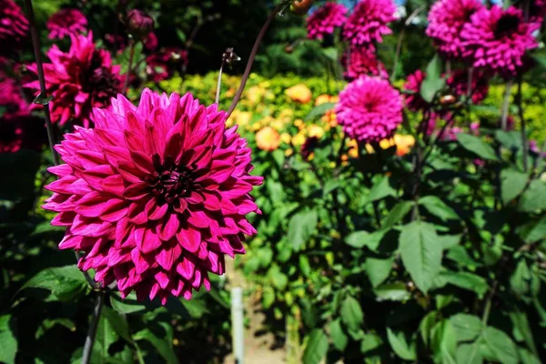 Schöne Dahlienblüte Einem Botanischen Garten — Stockfoto