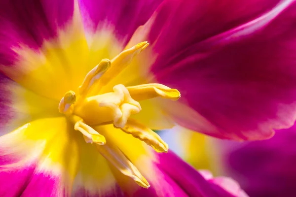 Guardando Nel Fiore Tulipano Pappagallo Fiammato Giallo Rosa — Foto Stock