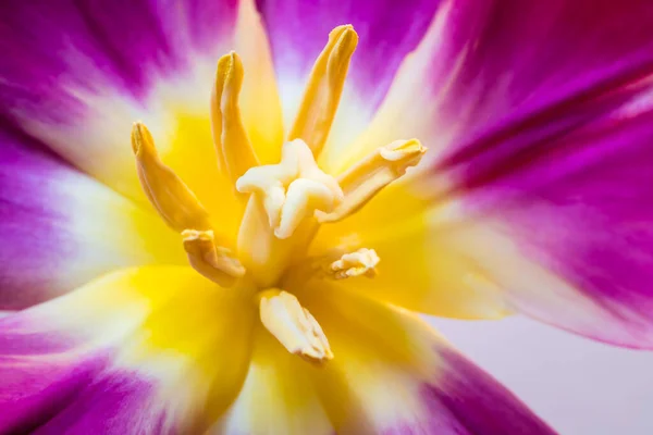 Blick Die Blüte Einer Gelb Rosa Geflammten Papageientulpe — Stockfoto