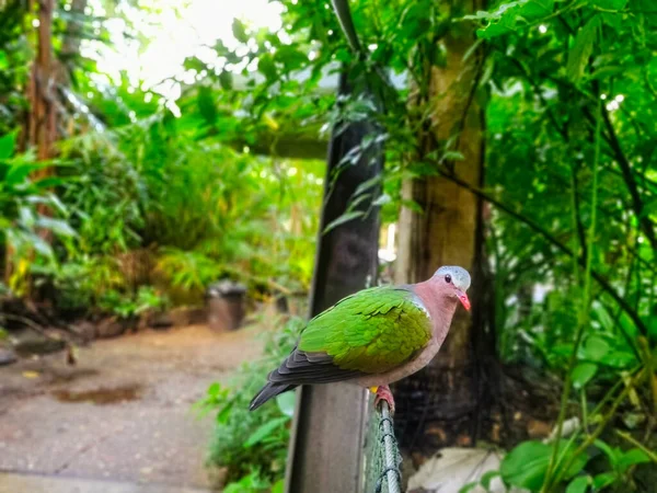 Eine Nahaufnahme Eines Schönen Papageis Der Auf Einem Baum Sitzt — Stockfoto