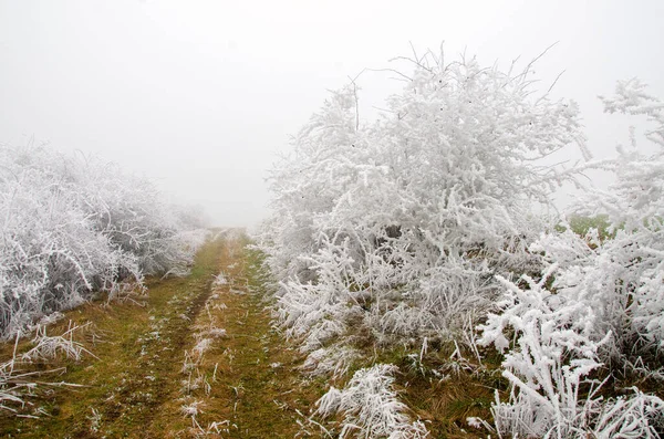 Winter Landscape Freezing Temperatures — Stock Photo, Image
