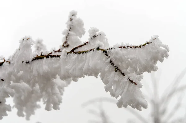 Kışın Karla Kaplı Ağaç — Stok fotoğraf