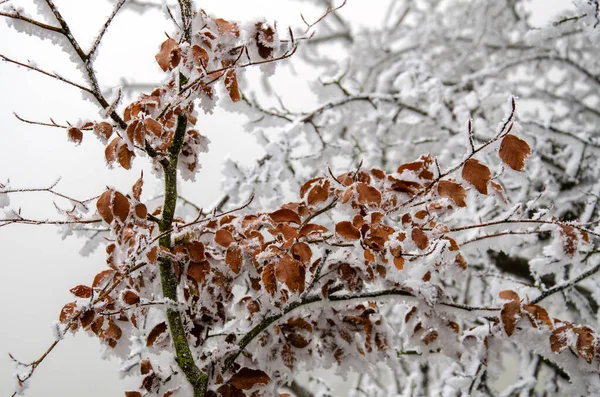 Arbre Couvert Neige Hiver — Photo