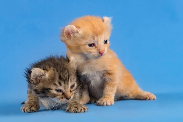 Cute Little Kitten Blue Background — Stock Photo, Image