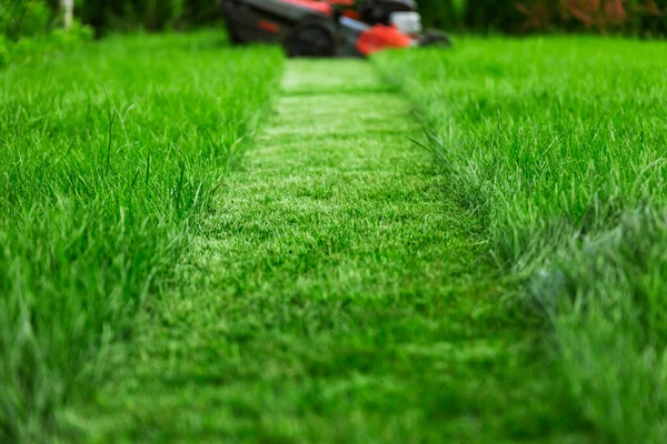 Rasenmäher Mäht Hohes Grünes Gras Hinterhof — Stockfoto