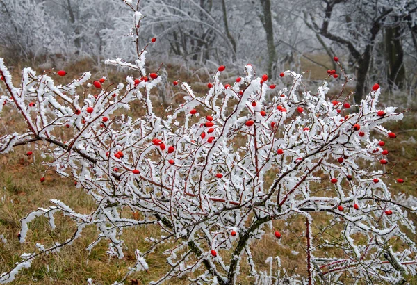 Rosa Canina Innevata Inverno — Foto Stock