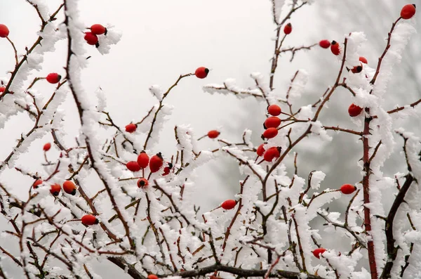 Besneeuwde Rozenbottels Winter — Stockfoto