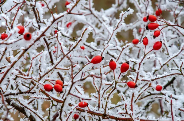 Snow Covered Rose Hips Winter — Stock Photo, Image