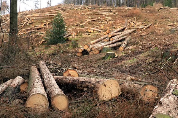 2018年和2019年 在德国北莱茵威斯特法伦的Arnsberger Wald 森林砍伐 森林枯死后 在树皮甲虫肆虐和长期干旱之后 用木和树桩锯断了云杉 森林死灰复燃是树木或木本植物的一种情况 在这种情况下 外围部分会被病原 — 图库照片