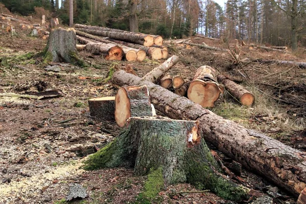 2018年和2019年 在德国北莱茵威斯特法伦的Arnsberger Wald 森林砍伐 森林枯死后 在树皮甲虫肆虐和长期干旱之后 用木和树桩锯断了云杉 森林死灰复燃是树木或木本植物的一种情况 在这种情况下 外围部分会被病原 — 图库照片