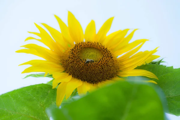 Eine Biene Auf Dem Kopf Einer Sonnenblumenblume Gelbe Sonnenblumenblume Mit — Stockfoto