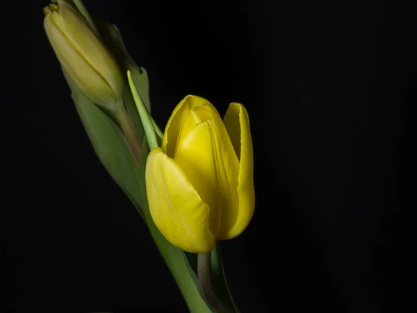 Крупный План Желтого Тюльпана Черным Фоном — стоковое фото