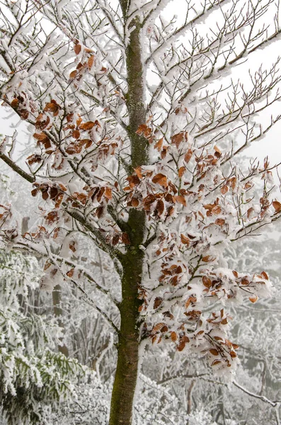 冬は雪に覆われたブナの木 — ストック写真