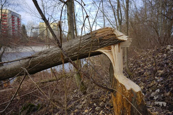 森林里的旧木制栅栏 — 图库照片