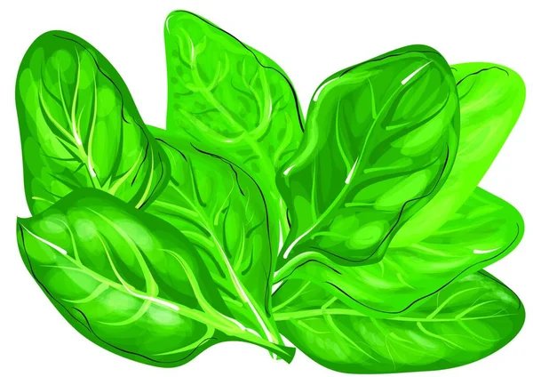 Grüne Salatblätter Isoliert Auf Weißem Hintergrund — Stockvektor