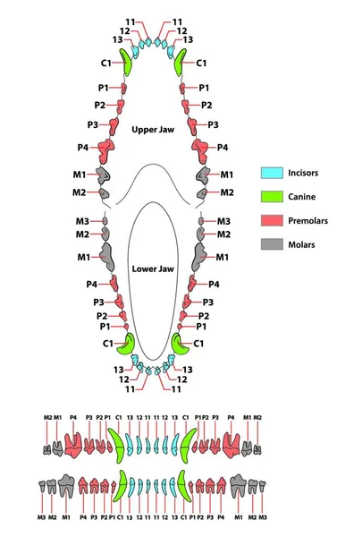 Construcción Diente Perro Fórmula Dental — Archivo Imágenes Vectoriales