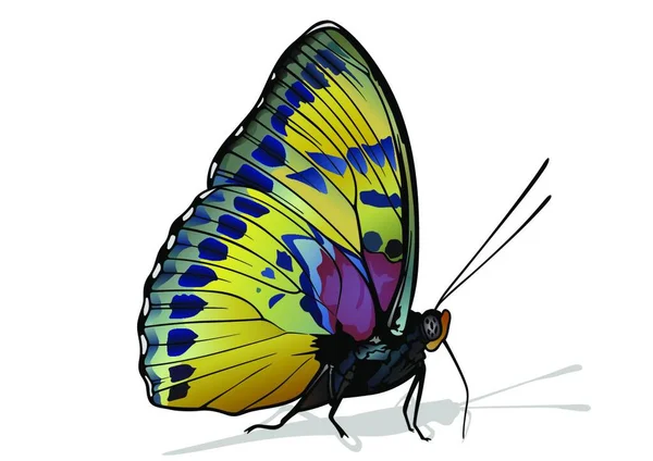 Janetta Forester Beau Papillon Africain Coloré Isolé Sur Fond Blanc — Image vectorielle