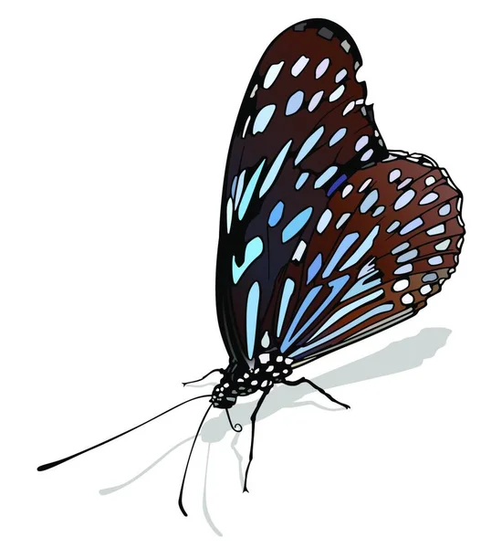 Dark Blue Tiger Butterfly Bella Farfalla Colorata Isolata Sfondo Bianco — Vettoriale Stock