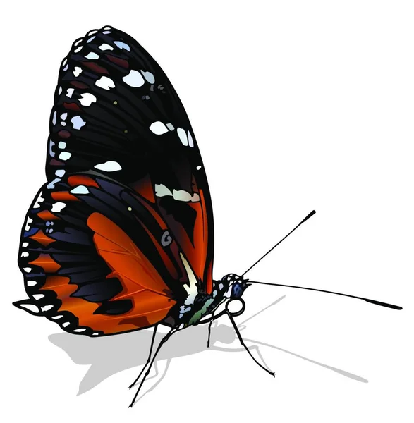 Tiger Longwing Butterfly Beau Papillon Coloré Isolé Sur Fond Blanc — Image vectorielle