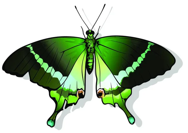 Emerald Jaskółka Piękny Zielony Motyl Izolowany Białym Tle Wektor Ilustracji — Wektor stockowy