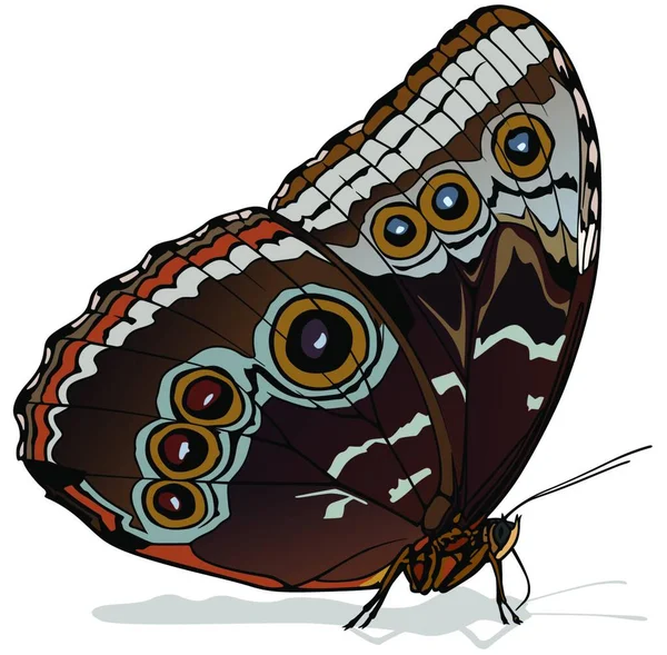 Brown Buckeye Piękny Kolorowy Motyl Izolowany Białym Tle Wektor Ilustracji — Wektor stockowy