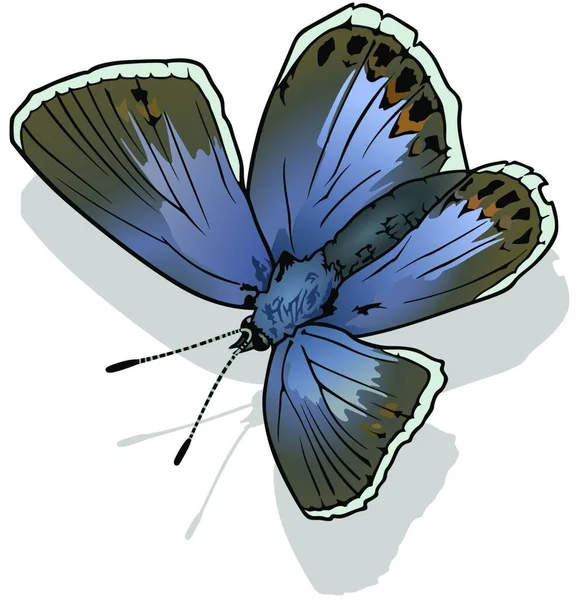 Mariposa Azul Común Hermosa Mariposa Colorida Aislada Sobre Fondo Blanco — Vector de stock