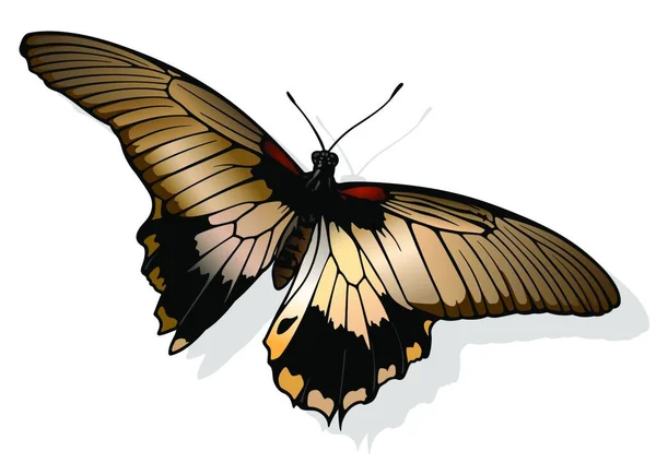 Μεγάλη Πεταλούδα Mormon Όμορφο Πολύχρωμο Πεταλούδα Απομονώνονται Λευκό Φόντο Διανυσματική — Διανυσματικό Αρχείο